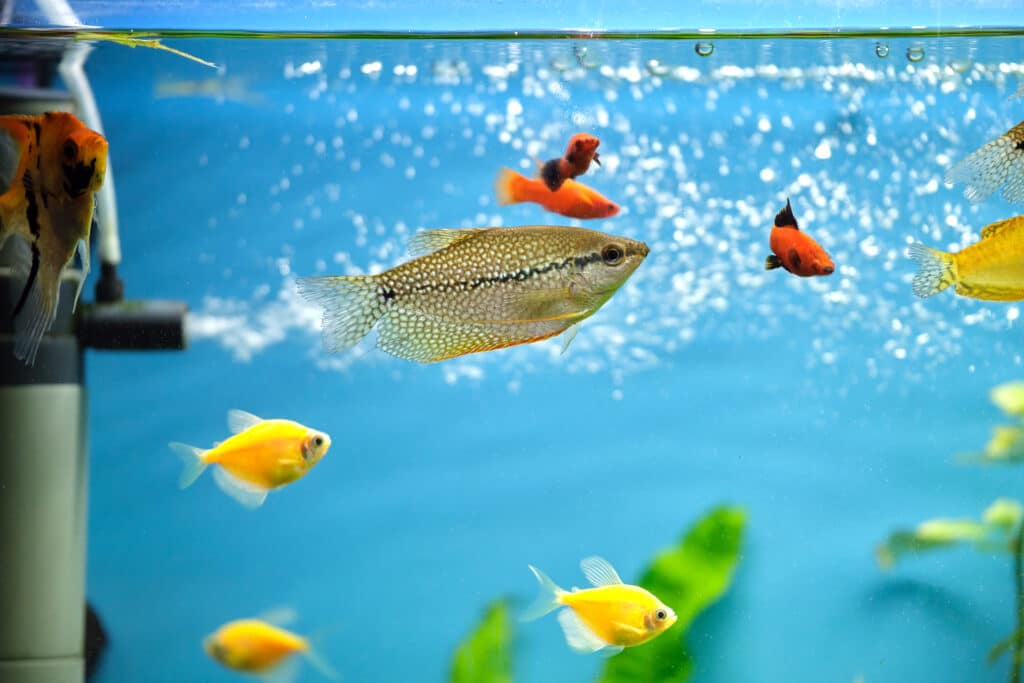 How to move a fish tnak when moving home